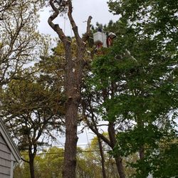 Mike Roma Tree Service