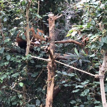 香港海洋公園 - Red Panda - Aquariums Near Me - Hong Kong, HK