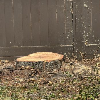 Julian Tree Care - Remaining stump before removal - Tree Services Near Me Julian Tree Care - Remaining stump before removal - Tree Services Near Me
