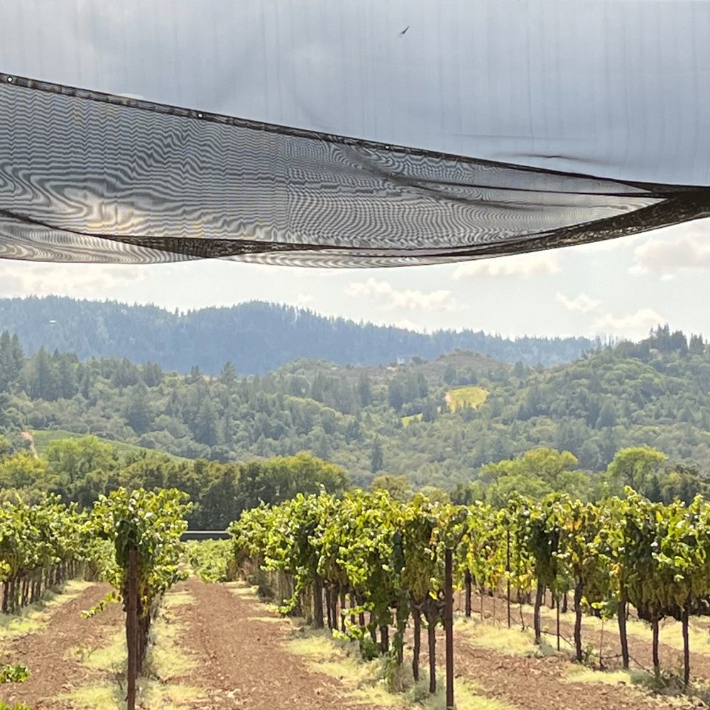From the Tasting room.