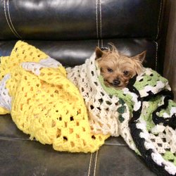 Chinook RV Rental - Glamping isn't just for humans