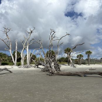 Driftwood Beach - Beaches Near Me - Jekyll Island, Georgia Driftwood Beach - Beaches Near Me - Jekyll Island, Georgia