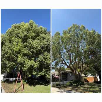 1. Roman’s Tree Service