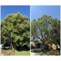 Roman’s Tree Service
