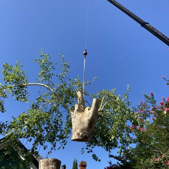 706 Tree and Stump - a tree being lifted by a crane - Landscaping Near Me - Augusta, Georgia 706 Tree and Stump - a tree being lifted by a crane - Landscaping Near Me - Augusta, Georgia