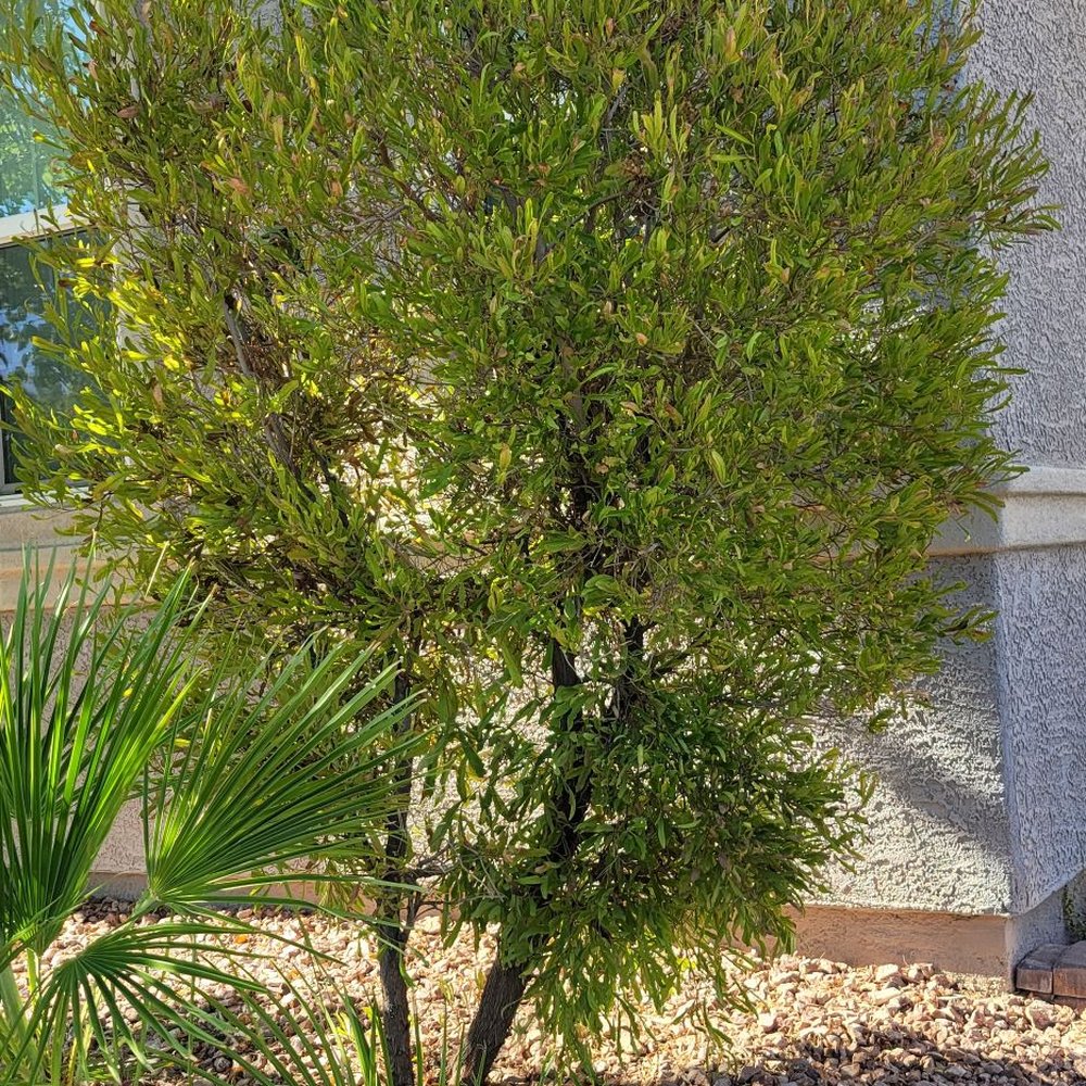 Mesmerizing Garden Service - Front bush prior to removal - Landscaping Near Me