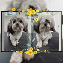 Happy Tails Pet Grooming