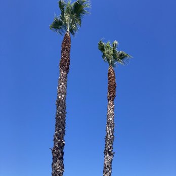 Gonzalo Landscaping - two palm trees against a blue sky - Landscaping Near Me Gonzalo Landscaping - two palm trees against a blue sky - Landscaping Near Me