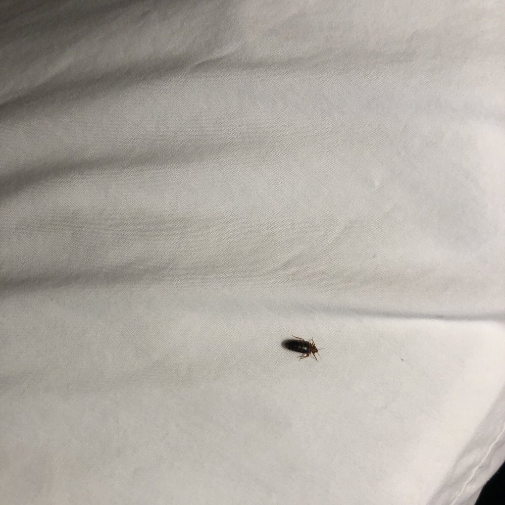 Hampton Inn & Suites Arcata, CA - Bed bug - Hotels Near Me - Arcata, California Hampton Inn & Suites Arcata, CA - Bed bug - Hotels Near Me - Arcata, California