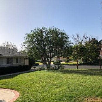 Top Notch Tree Care - Front tree after - Landscaping Near Me - Simi Valley, California