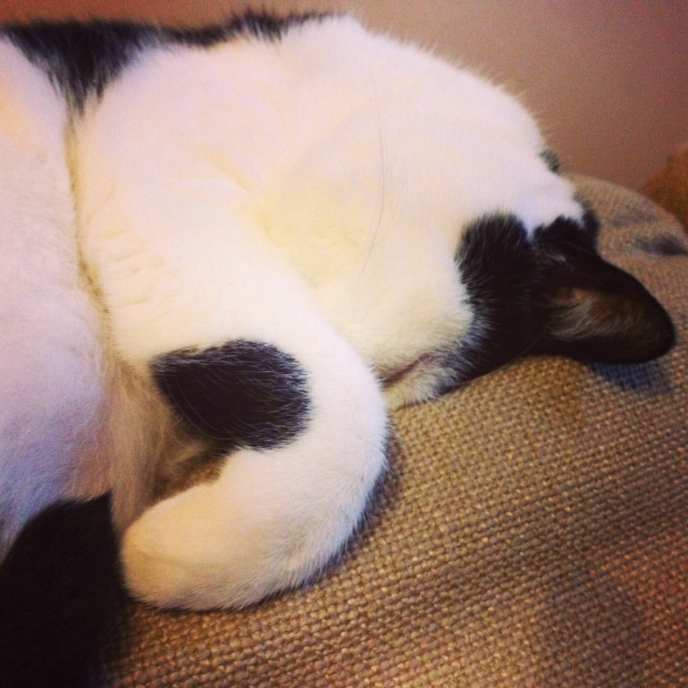 Cat Cafe Melbourne - My favourite cat cafe cat, Lynx - Themed Cafes Near Me - Melbourne, VIC