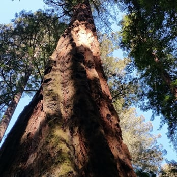 Matt Davis-Steep Ravine Loop - Hiking Near Me - Stinson Beach, California