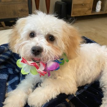 Johnny's Doghouse - Pearl after grooming - Pet Groomers Near Me - Tempe, Arizona