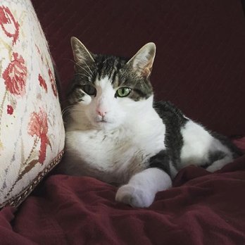 Long Beach Humane Society - Animal Shelters Near Me - Island Park, New York