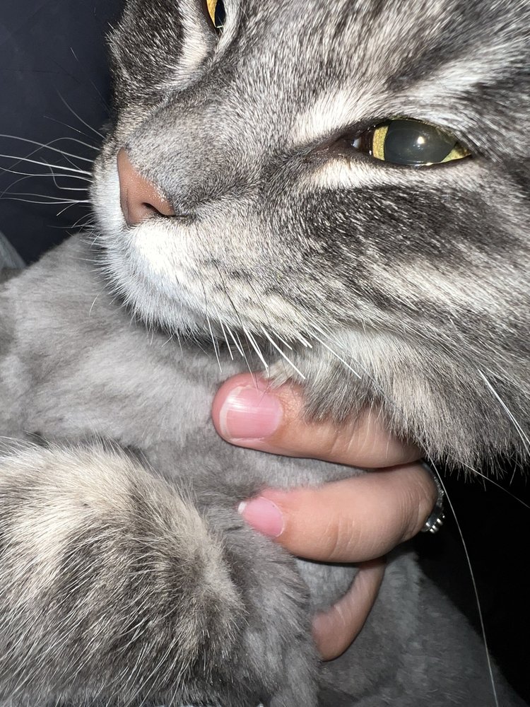 ANIMAL JUNCTION PET GROOMING CENTER Updated September 2024 17 Photos & 18 Reviews 655 Shaw