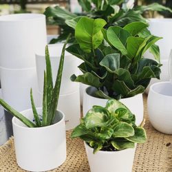Buchwalter Greenhouse - Houseplants including fiddle leaf fig, aloe, and peperomia