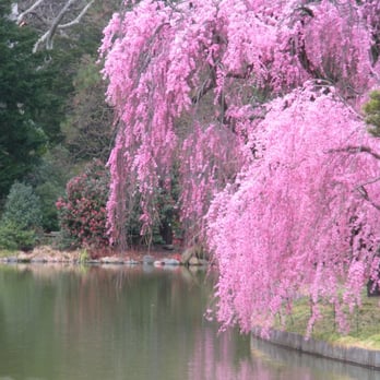Brooklyn Botanic Garden - Cherries in the Japanese Garden - Botanical Gardens Near Me - Brooklyn, New York Brooklyn Botanic Garden - Cherries in the Japanese Garden - Botanical Gardens Near Me - Brooklyn, New York