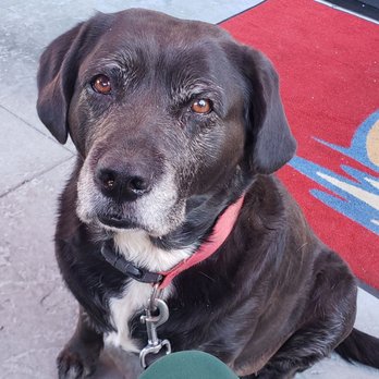 Broken Yolk Cafe - Patio seating with my dog. - Breakfast & Brunch Near Me - Santee, California