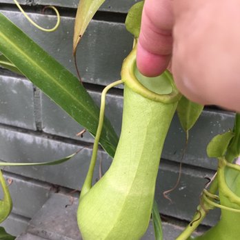 Garfield Park Conservatory - Try to see it will eat my finger. - Parks Near Me - Chicago, Illinois