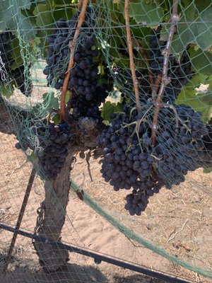 Larner Vineyard & Winery Tasting Room by null