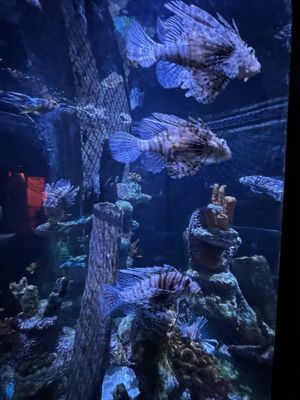 SEA LIFE Arizona Aquarium by null
