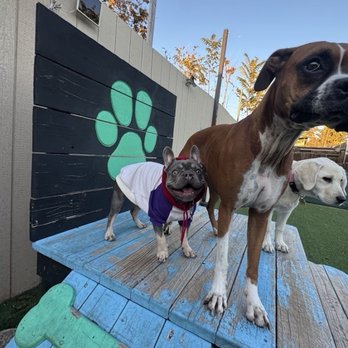 Lucky Buddies Pet Sitting - Pet Boarding Near Me - San Jose, California Lucky Buddies Pet Sitting - Pet Boarding Near Me - San Jose, California