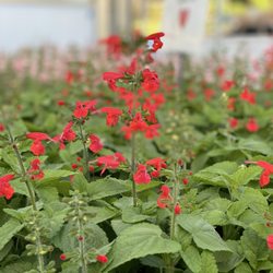 Glen Allen Greenhouse - We have plenty of annuals, perennials, natives and more.