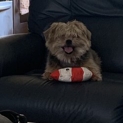 Foxy Locks Pet Grooming Doggie DayCare Gift Greeting Cards