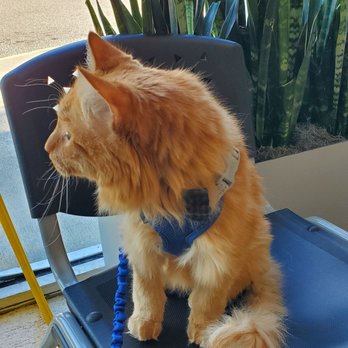 Bayside Veterinary Specialists - Veterinarians Near Me - Tampa, Florida Bayside Veterinary Specialists - Veterinarians Near Me - Tampa, Florida
