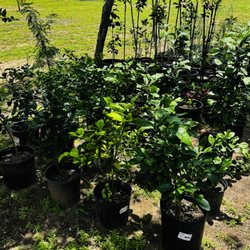 Roadrunner Landscaping and Nursery - Citrus Varieties
