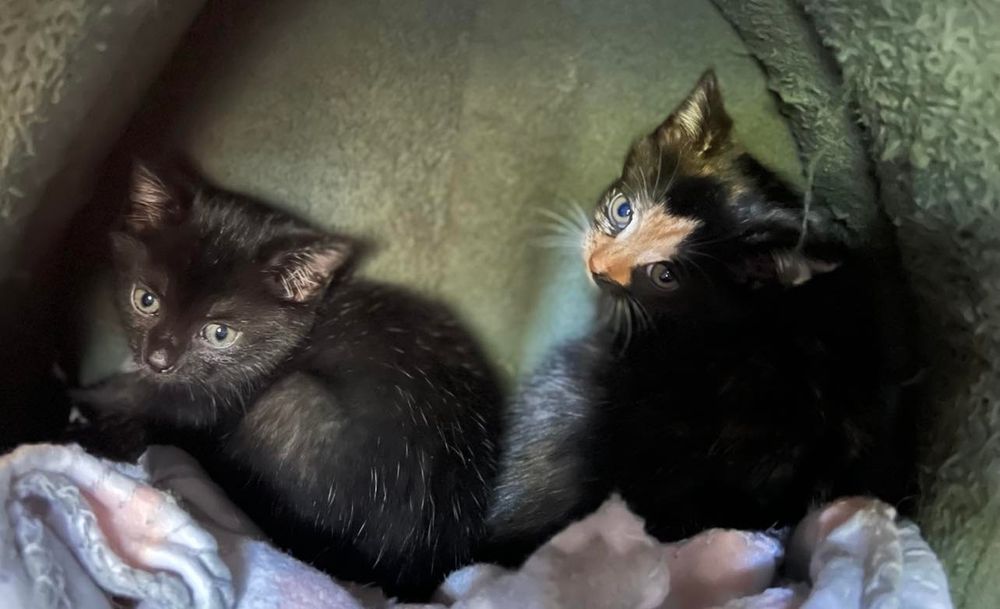 Newberry Animal Hospital Image