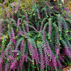 Kingwood Garden Center - This very large shrub was blooming today in front of the center.