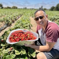 Gizdich Strawberry Patch - Jackpot