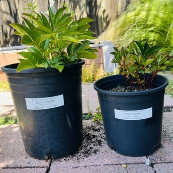 CharMarron Peony Nursery - My purchases. - Nurseries & Gardening Near Me - San Jose, California CharMarron Peony Nursery - My purchases. - Nurseries & Gardening Near Me - San Jose, California