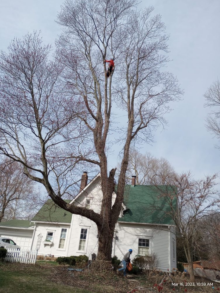 Brother in Law Tree Service - tree service in Indianapolis, IN
