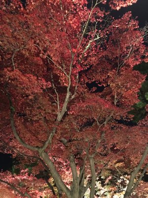 ROKU KYOTO, LXR Hotels & Resorts by null