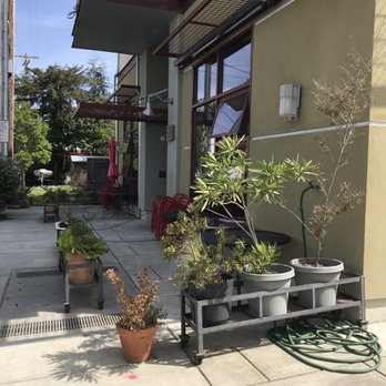 Pearl - Nice outdoors with pretty succulents - Bars Near Me - Petaluma, California Pearl - Nice outdoors with pretty succulents - Bars Near Me - Petaluma, California