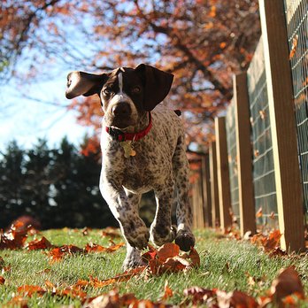 SHIMMER Pet Care - Shimmer Pet Care - Dog Visits - Pet Sitting Near Me SHIMMER Pet Care - Shimmer Pet Care - Dog Visits - Pet Sitting Near Me