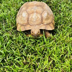 Three Ring Ranch Exotic Animal Sanctuary - Adam the tortoise