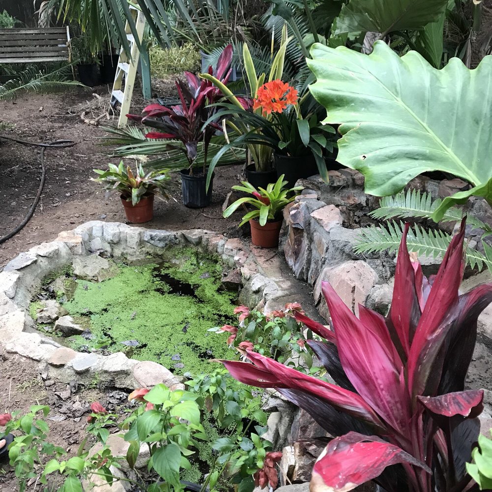 Jungle Music Palms & Cycads - Nurseries & Gardening Near Me - Encinitas, California Jungle Music Palms & Cycads - Nurseries & Gardening Near Me - Encinitas, California