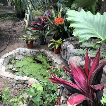 Jungle Music Palms & Cycads - Nurseries & Gardening Near Me - Encinitas, California Jungle Music Palms & Cycads - Nurseries & Gardening Near Me - Encinitas, California