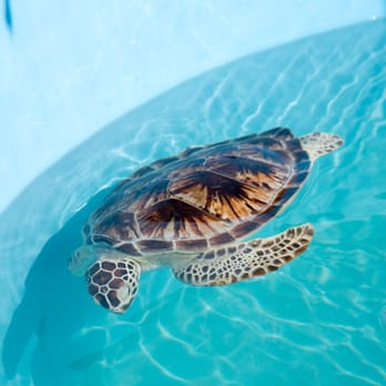 Hidden Harbor Turtle Hospital - Veterinarians Near Me - Marathon, Florida