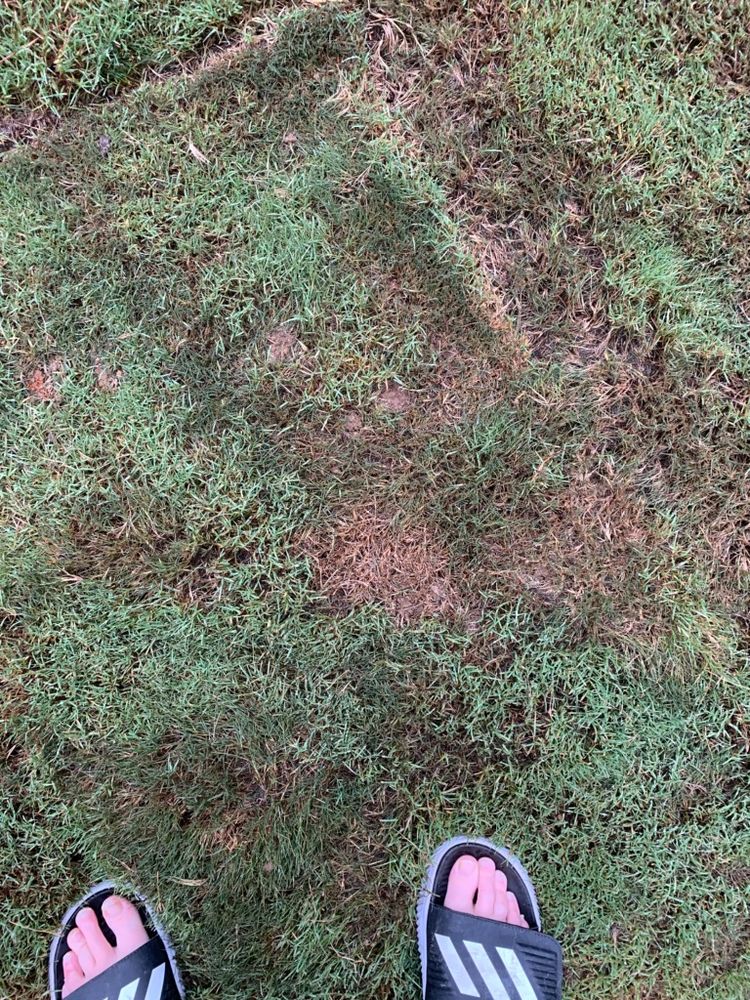 CARY SOD & DRAINAGE Updated July 2024 11301 Penny Rd, Cary, North Carolina Landscaping