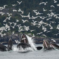 Expeditions Northwest - Bubble-net feeding humpback whales