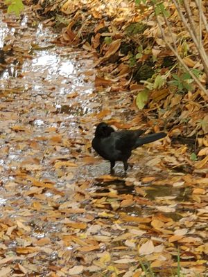 Imperial Palace East National Gardens by null
