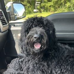 The Grooming Studio - The before picture