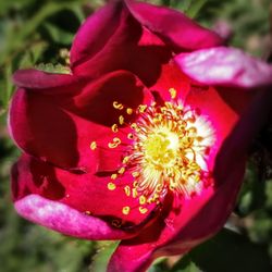 Rosengarten - Die Sonne im Herzen