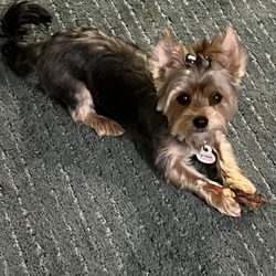 Woof & Wag Boarding and Grooming - Happy Girl!