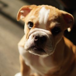 Laurel Pet Hospital - Herman is getting better now thanks for your help Laurel Pet Hospital.
