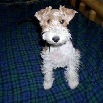 The Royal Pet Resort - Pet Sitting Near Me - Arlington, Texas The Royal Pet Resort - Pet Sitting Near Me - Arlington, Texas